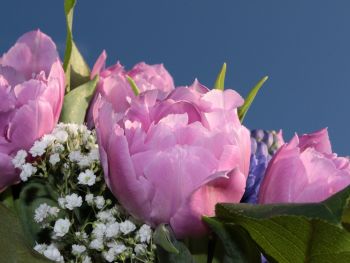 floraqueen