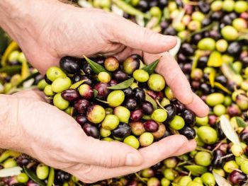 olio-rinaldi