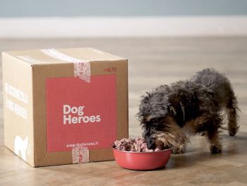 dog-heroes